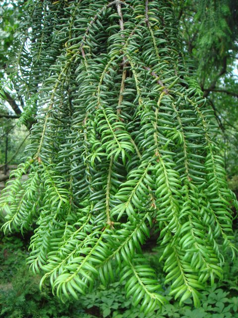 Torreya grandis feuille